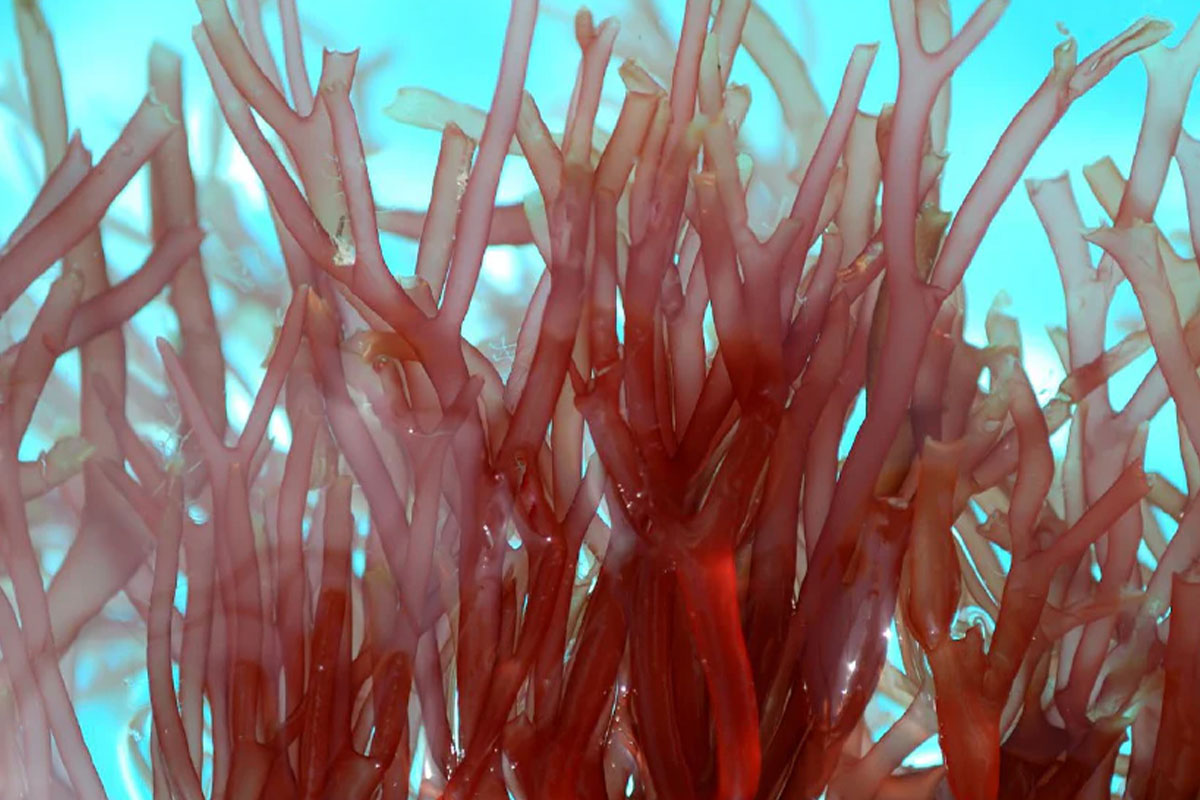 Red Algae for Skin: The Antioxidant Behind Our Barrier Repair Cream