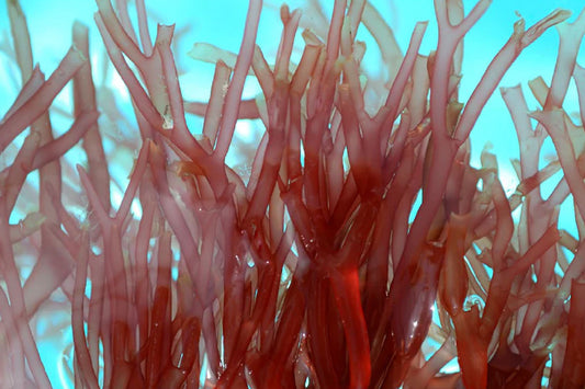 Red Algae for Skin: The Antioxidant Behind Our Barrier Repair Cream