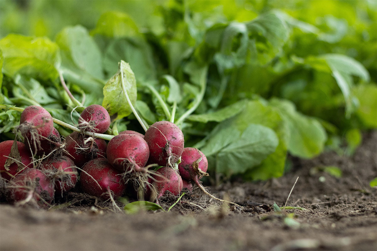 Radish Root Ferment Filtrate: The Microbiome-Friendly Ingredient in Our Barrier Repair Cream