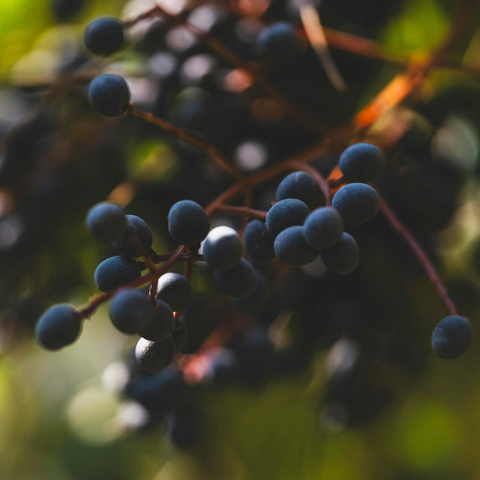 Grape seed oil skincare ingredient illustration