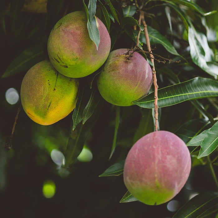 Mango butter moisturizing skincare ingredient illustration