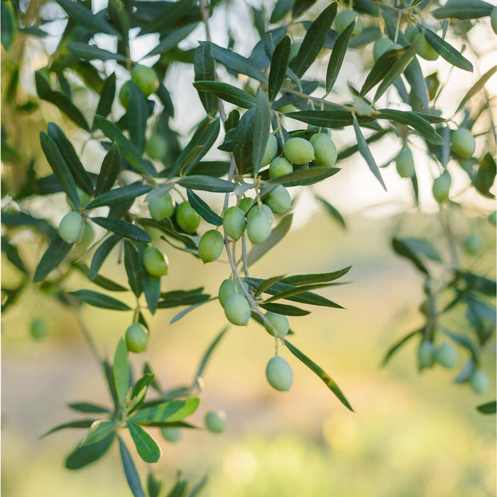 Olive leaf extract botanical skincare ingredient illustration