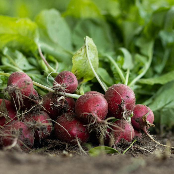 Radish root ferment preservative skincare ingredient illustration