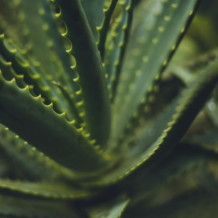 Aloe vera skincare ingredient illustration